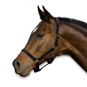 Sectolin Halster Economic - Pony - Zwart