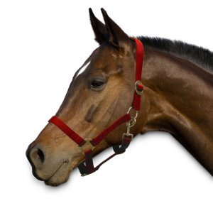 Sectolin Halster Economic - Pony - Rood