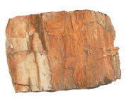 Aqua Steen Fossilized Wood