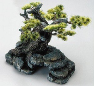 bonsai