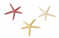 Ebi - Decor Starfish
