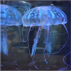 Superfish - Jelly Fish (XL)