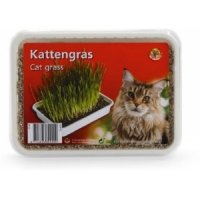 Kattengras in plastic box